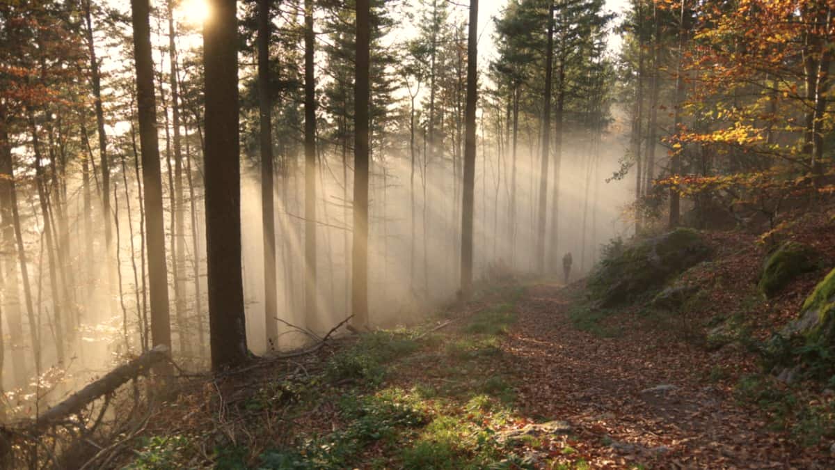 Sunbeams filter through mist along a forest trail where a lone figure walks forward.