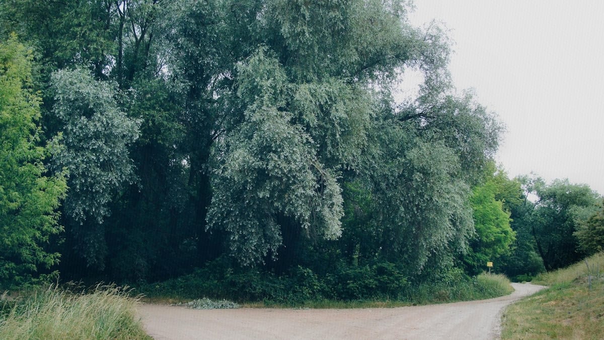 A dirt path through a forest splits into two distinct directions.