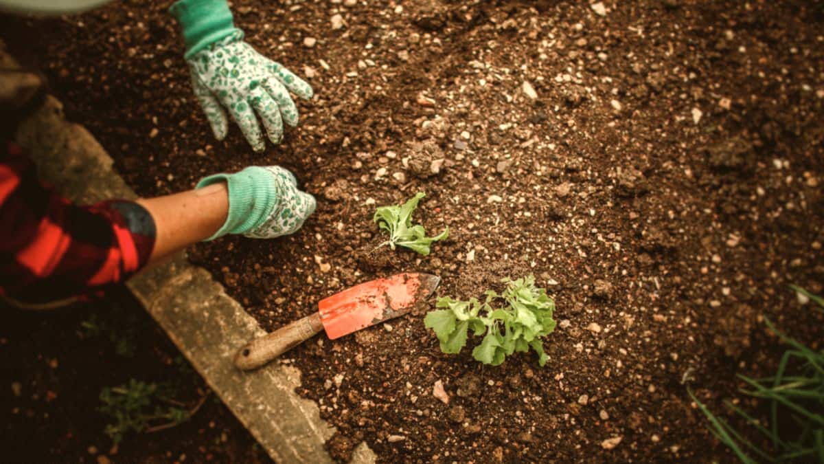 Gloved hands plant seedlings in a garden bed, a small trowel resting beside them.
